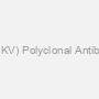 Chikungunya Virus (CHIKV) Polyclonal Antibody (Pan-species), APC